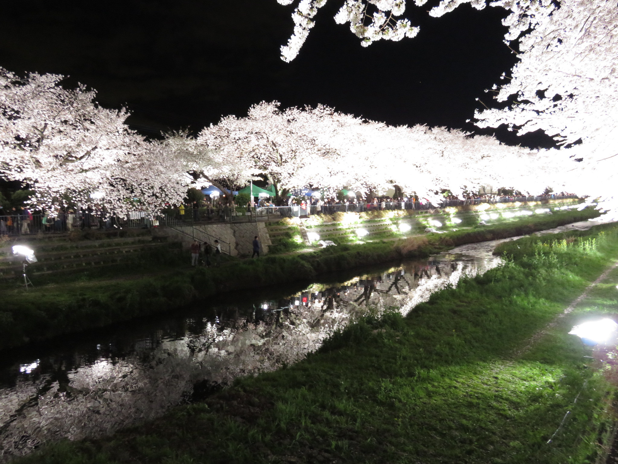 野川の桜ライトアップ（全体の写真）