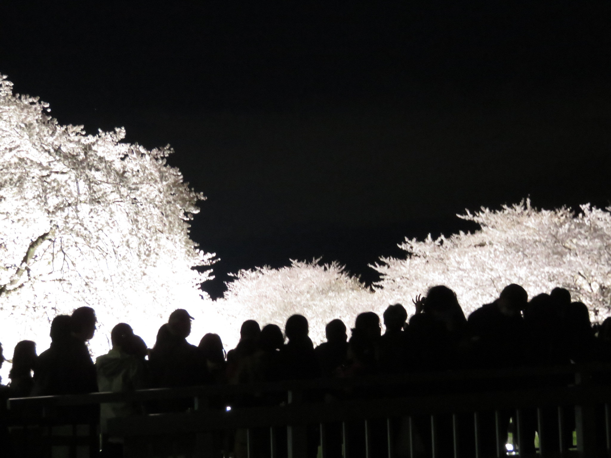 野川の桜ライトアップ（橋の上に集まる人の写真）